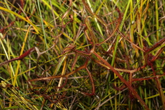 Drosera binata