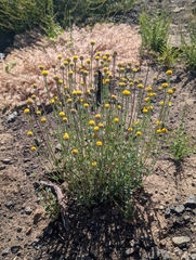 Eriophyllum lanatum