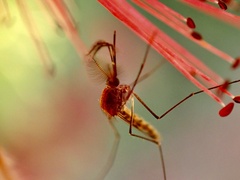 Culicinae