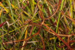 Drosera binata