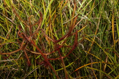Drosera binata