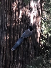 Cyanopica cyanus