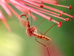 Culicinae