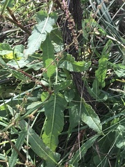 Rumex brownii