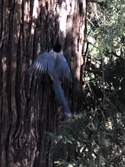Cyanopica cyanus