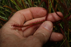 Drosera binata