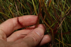 Drosera binata