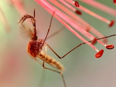 Culicinae