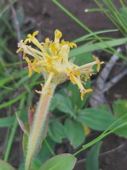 Lasiosiphon kraussianus