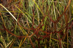 Drosera binata