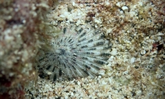 Cellana