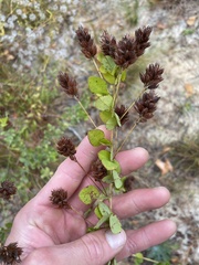 Lespedeza hirta