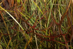 Drosera binata