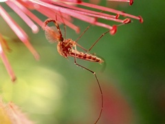 Culicinae