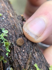Burnettweldia washingtonensis