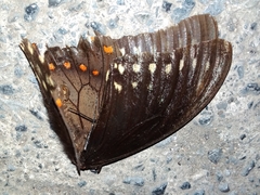 Papilio menatius victorinus