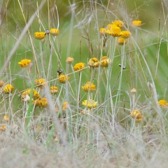 Xerochrysum bracteatum