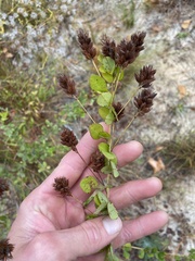 Lespedeza hirta