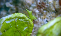 Hippolyte edmondsoni