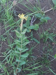 Lasiosiphon kraussianus