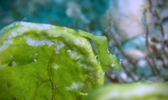 Hippolyte edmondsoni