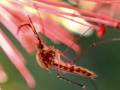 Culicinae