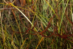 Drosera binata