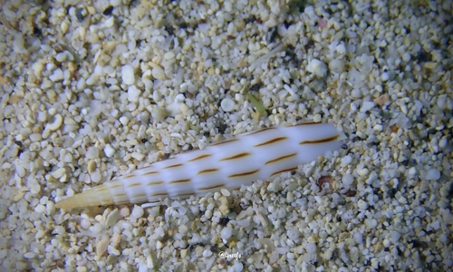 Terebra lanceata observed 2022-11-05