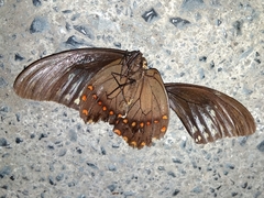 Papilio menatius victorinus