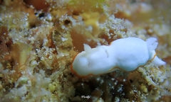 Goniobranchus verrieri