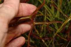 Drosera binata