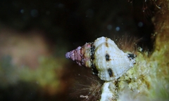 Peristernia chlorostoma