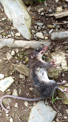 Philander opossum