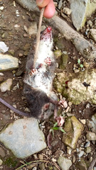 Philander opossum