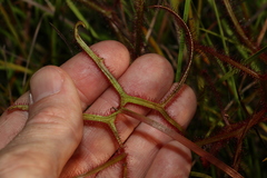 Drosera binata