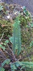 Asplenium monanthes