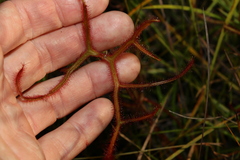 Drosera binata