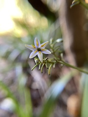 Dianella sandwicensis