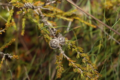 Leptospermum liversidgei