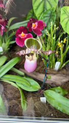 Paphiopedilum
