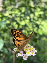 Heteronympha merope