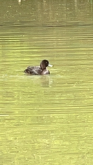 Aythya novaeseelandiae