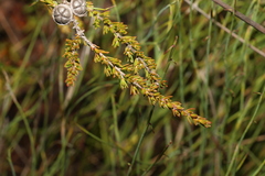 Leptospermum liversidgei