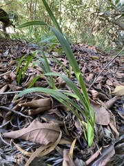 Dianella sandwicensis