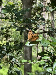 Heteronympha merope