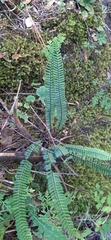 Asplenium monanthes