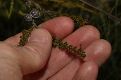 Leptospermum liversidgei