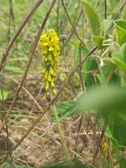 Eriosema parviflorum