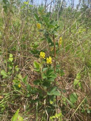 Eriosema parviflorum