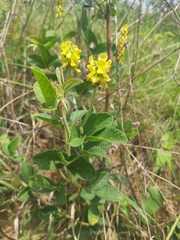 Eriosema parviflorum